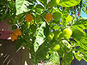 Trinidad Perfume