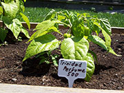 Trinidad Perfume