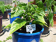Trinidad Perfume