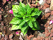 Trinidad Perfume