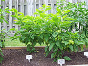 Trinidad Perfume