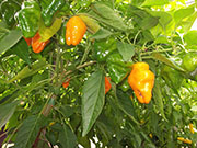 Trinidad Perfume