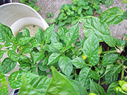 Trinidad Perfume