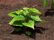 Trinidad Perfume