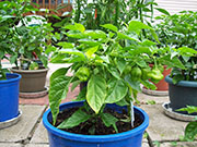 Trinidad Perfume