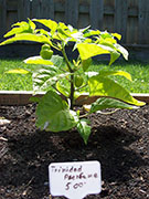 Trinidad Perfume