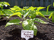 Trinidad Perfume