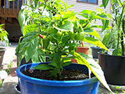 Trinidad Perfume