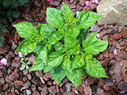 Trinidad Perfume