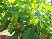Trinidad Perfume