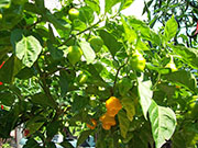 Trinidad Perfume