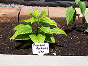 Trinidad Perfume
