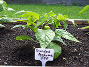 Trinidad Perfume