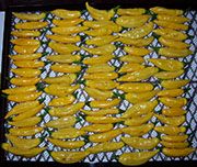 Récolte 2012