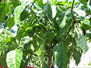 Trinidad Scorpion Butch Taylor