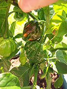 Trinidad Scorpion Butch Taylor