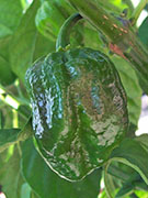 Trinidad Scorpion Butch Taylor