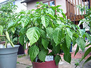 Trinidad Scorpion Butch Taylor