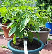 Trinidad Scorpion Butch Taylor