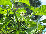 Trinidad Scorpion Butch Taylor