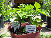 Trinidad Scorpion Butch Taylor