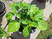 Trinidad Scorpion Butch Taylor