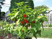 Trinidad Scorpion Butch Taylor