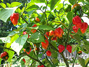 Trinidad Scorpion Butch Taylor