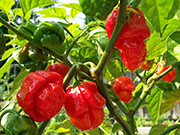 Trinidad Scorpion Butch Taylor