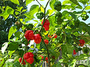 Trinidad Scorpion Butch Taylor