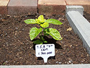 Trinidad Scorpion Butch Taylor