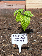Trinidad Scorpion Butch Taylor