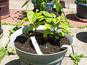 Trinidad Scorpion Butch Taylor
