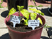 Trinidad Scorpion Butch Taylor