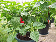 Trinidad Scorpion Butch Taylor