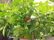 Trinidad Scorpion Butch Taylor