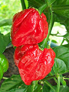 Trinidad Scorpion Butch Taylor