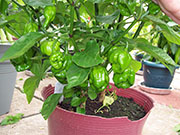 Trinidad Scorpion Butch Taylor