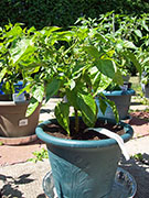 Trinidad Scorpion Butch Taylor