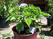 Trinidad Scorpion Butch Taylor