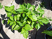 Trinidad Scorpion Butch Taylor
