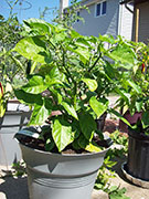 Trinidad Scorpion Butch Taylor