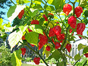 Trinidad Scorpion Butch Taylor