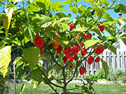 Trinidad Scorpion Butch Taylor
