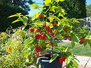 Trinidad Scorpion Butch Taylor