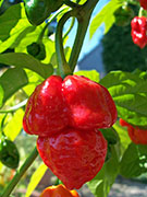 Trinidad Scorpion Butch Taylor