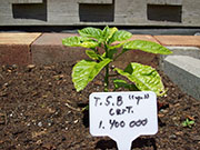 Trinidad Scorpion Butch Taylor