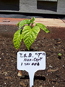 Trinidad Scorpion Butch Taylor