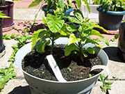 Trinidad Scorpion Butch Taylor