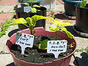 Trinidad Scorpion Butch Taylor